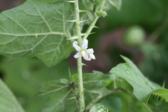 Solanum melongena var. insanum